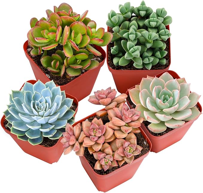 Sprout N Green 200 Live Succulent Plants, 10 Assorted Varieties of Real Succulents Rooted in 2" Pot with Soil, Small Indoor House Plants for Home Garden Wedding Decor Party Favor