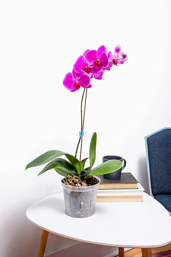 Deluxe Orchid Starter Kit - Orchid Bark - (Includes All Purpose Orchid Potting Mix, Orchid Fertilizer, Plus a 5 inch Orchid Pot, Flower Clip, and Plant Label)