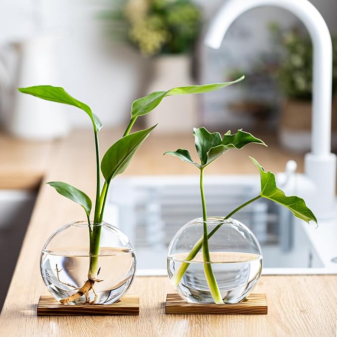 Propagation Vases for Plants - Glass Terrarium Planter with Wooden Stand, Small Desktop Oblate Hydroponic Propagation Vases for Modern Home & Office Decor (2)