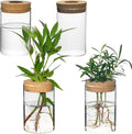 Separated Desktop Glass Flower Vases - Ideal Plants Propagation Stations for Living Room, Bedroom Decoration,Home Decor (4)