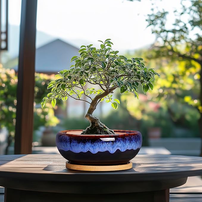 SQOWL 7 Inch Round Ceramic Succulent Planter Pot Drip Glazed Shallow Planter with Drainage Bamboo Tray for Indoor Plants
