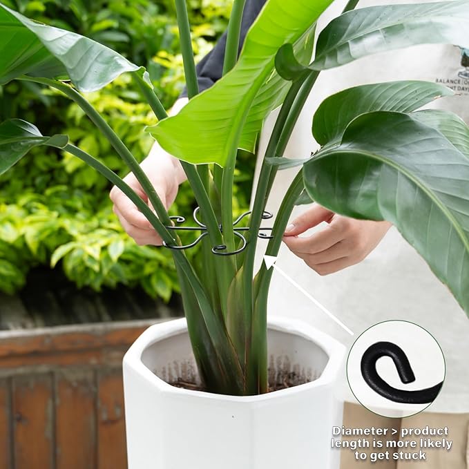 Yohsnor Black Monstera Plant Support 5.5IN 5PCS Premium Stem Support System for Indoor Plants, Durable Stabilizer for Monstera and Climbing Plants, Easy Installation Leaf Holder, Fishbone Cactus Stake