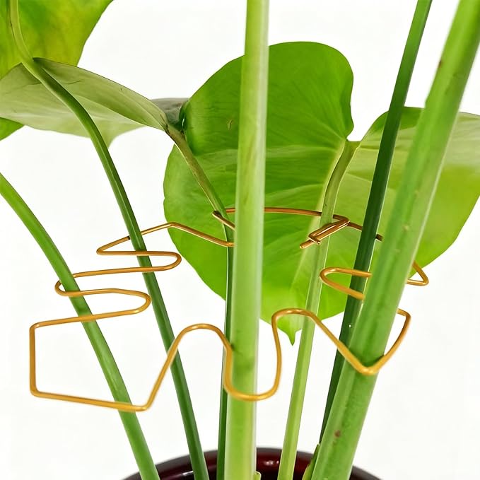 STARVAST 10PCS Durable Monstera Plant Stem Support Stake, Plant Support Kit for Indoor Botanicals, Cactus Stabilizers, and Turtle Shell Climbers - Ideal for Plant Enthusiasts(Gold)