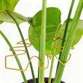 STARVAST 10PCS Durable Monstera Plant Stem Support Stake, Plant Support Kit for Indoor Botanicals, Cactus Stabilizers, and Turtle Shell Climbers - Ideal for Plant Enthusiasts(Gold)