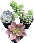 Sprout N Green Colorful Succulents Collection, 3 Live Succulent Plant Fully Rooted in 2 inch Starter Pot, Home Office Indoor Outdoor Wedding Decoration DIY Projects Party Favor