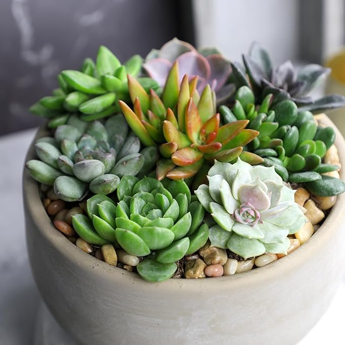 Altman Plants Deluxe Live Succulents (6 Pack), No Duplicates, Assorted Varieties, & Shapes, Easy Plant Care, 2 in Pots