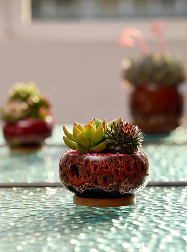 Cute Ceramic Succulent Garden Pots, Planter with Drainage and Attached Saucer, Set of 5 -Plants Not Included (Round+White Border)