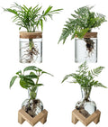 Plant Propagation Station, 2 Style Glass Planter Terrarium Set for Hydroponic Plants | Home Office Tabletop Decor, Gardening Gifts for Women, Mom, Plant Lovers (4)