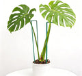 10 Pack Monstera Support Indoor Plant Support Stakes for Large Plants and Climbing Vines | Plant Supports for Outdoor and Indoor Use | Ideal Garden Flower Stem Holder Trellis for Plant Lovers