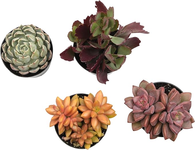 Altman Plants, Live Succulents Plants Live Houseplants (4PK), Succulent Plant Lover Gifts, Live Indoor Plants in Potting Soil, Live Plants Indoor Cactus Plants Live Succulent Plants Live House Plants