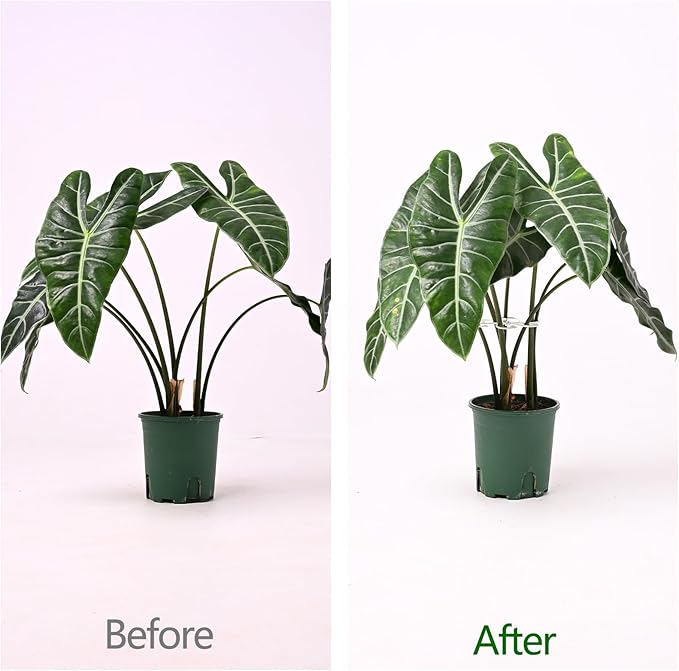 YOHSNOR 5PCS Monstera Plant Support Hook White 4.1 * 4.1 Inch – Set of 5 Durable Metal Stem Stabilizer Clips & Soft Grip Leaf Holders for Healthy Growth of Monstera & Fishbone Cactus