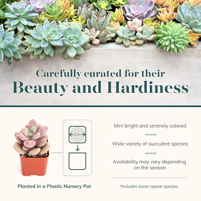 Shop Succulents Pastel Succulent Plant Pack Bulk Collection - Live Mini Succulent Plants, Low Maintenance, Bright & Serene Colors & Textures - Wedding and Party Favors, Gift & Garden, Pack of 40