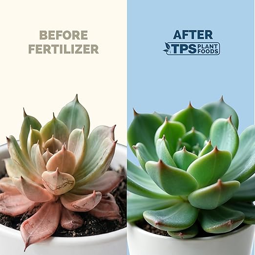 Succulent Fertilizer – Liquid Plant Food for Compact Growth, Vibrant Color & Stronger Root Development, 32 oz