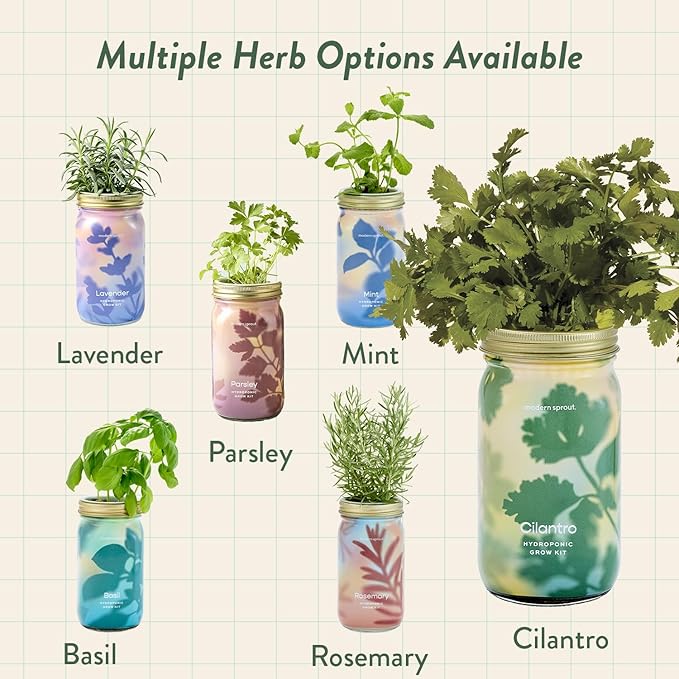 Modern Sprout Mason Garden Jar - Self-Watering Hydroponics Growing System Kit with Organic Herb Seeds - Jar Planter for Indoor Herb Garden - Seed Starter Kit - Home Decor & Gifting - Cilantro