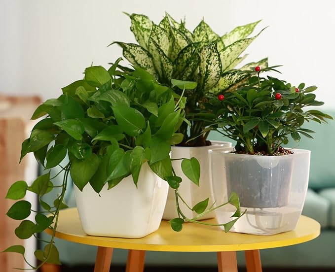 12-Pack Clear Self Watering Planters for Indoor Plants 7" Large African Violet Plant Pots Plastic Wick Flower Pots with Water Injection Hole, Orchid Plant Pot Set, Clear