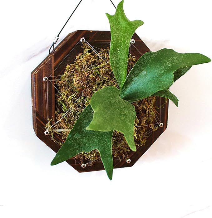 Staghorn Fern Mounting Kit - Wood Wall Planter for Orchids,Herbs & Indoor Plants | Hanging Plant Holder,Basket & Stand for Wall Decor(8.18inch)