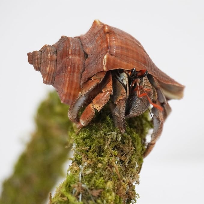 25 Inch Hermit Crab Climbing Toys, Bendable Hermit Crab Supplies, Ideal Hermit Crab Habitat Tank Terrarium Accessories