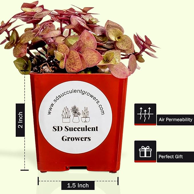 64 Pack Live Succulents Plants Mystery Pack - Variety of Well Rooted Plants in 2 Inch Pots - Real, Small, Assorted Houseplants for Indoor, DIY, Home Decor, Wedding, or Birthday Gifts