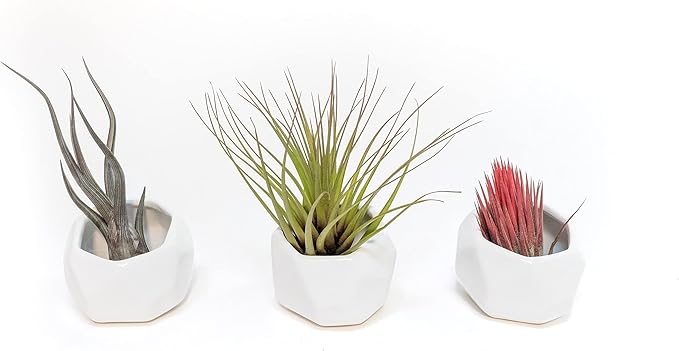 Air Plant Shop White Geometric Holder Sets of 3 with Mixed Air Plants - Succulents - Live Tillandsia - Easy Care Indoor and Outdoor House Plants