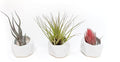 Air Plant Shop White Geometric Holder Sets of 3 with Mixed Air Plants - Succulents - Live Tillandsia - Easy Care Indoor and Outdoor House Plants