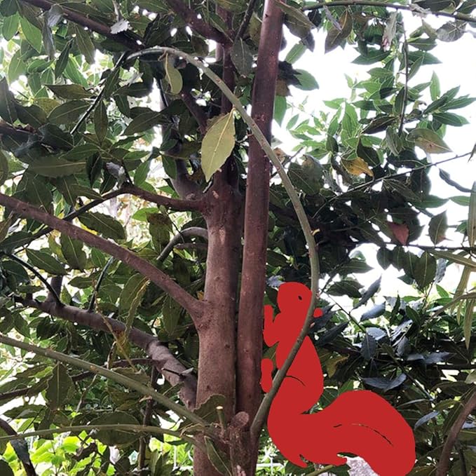 Rusty Squirrel Garden Stake, Metal Squirrel Yard Art,Squirrel Silhouette, Rusted Metal Garden Decor, Garden Gifts for Her Him(Red,16x11.6/40x29.5cm)