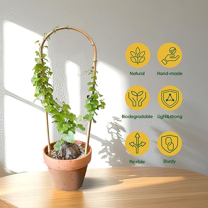 Cambaverd Indoor Plant Trellis for Climbing Plants 16in, 6 Pack Arch Bamboo Trellis for Potted Plants