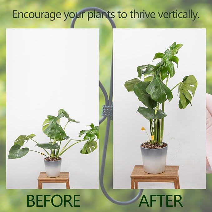 Yohsnor Monstera Plant Stem Support, 5-Pack Durable Indoor Stabilizer for Climbing Plants, 5.5x4.7 Inches Leaf Holder, for Plant Lovers, Enhance Your Indoor Garden