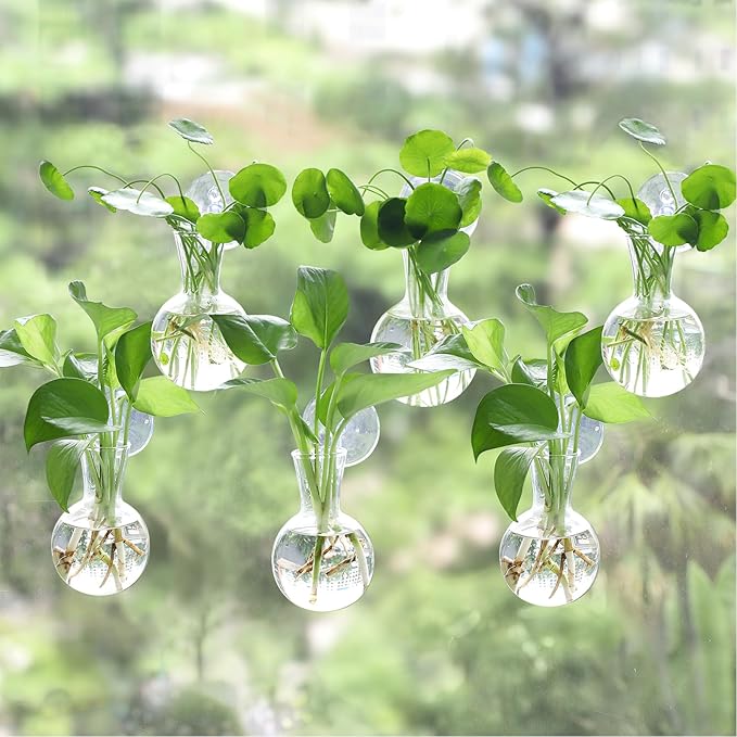 Bunmery 6 pcs Window Propagation Stations, Easy to Install Plant Propagation Bulbs with Suckion Cups, No Nails Wall Hanging Planter Propagation Station, Glass Plant Terrarium Vase