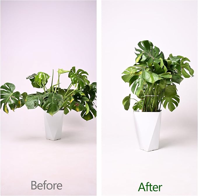 YOHSNOR 5PCS Monstera Plant Support Hook - 5.5x5.5 inch Premium Indoor Stem Stabilizer for Monstera & Fishbone Cactus, Durable,Easy Installation, Gentle Protection for Healthy Plant Growth