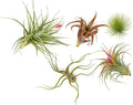 Premium Florida-Grown Collection of Tillandsia Air Plants - Wholesale and Bulk - Succulents - Live Tillandsia - Easy Care Indoor and Outdoor House Plants (Set of 5)