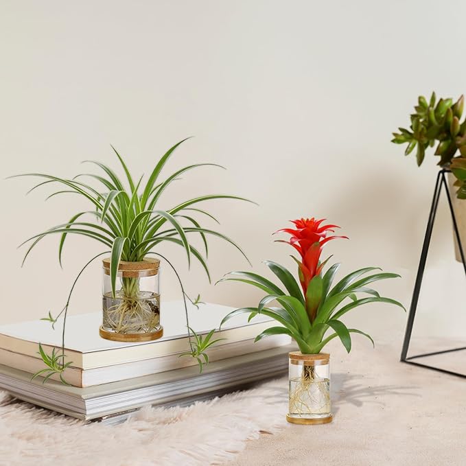 4 Set Glass Plant Propagation Station for Plants - 2 Large & 2 Small for Plant Cuttings Hydroponic Vases with Lid & Bamboo Stand Desktop Propagation Vases for Living Room, Bedroom, Office