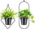 Geometric Wall Planters for Indoor Plants – Set of 2 Black Metal Wall Mounted Plant Holder (Diamond & Oval Shapes) with 5 Inch Flower Pots, Modern haning planters for Indoor Outdoor Décor