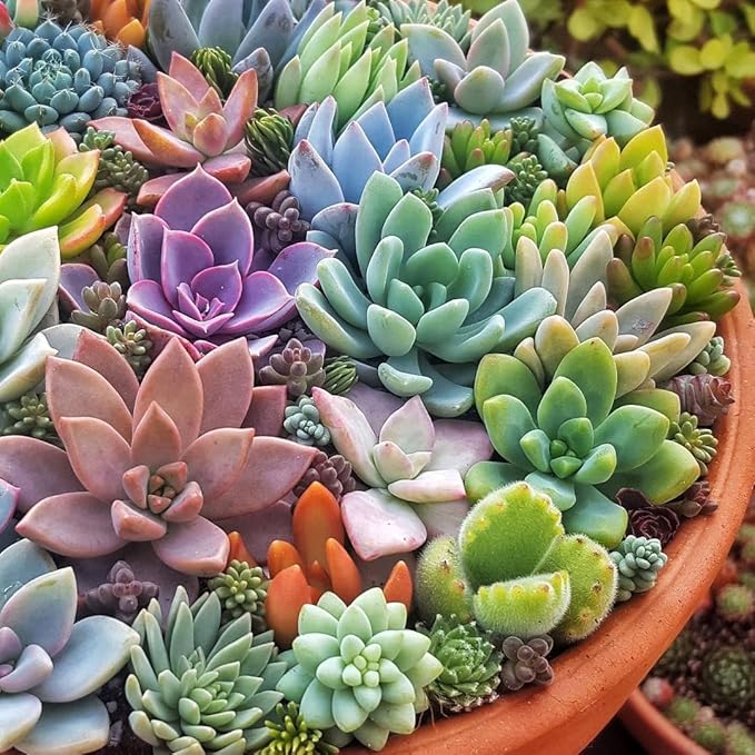 15 Assorted Succulent Cuttings