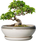 SQOWL Bonsai Pots Ceramic - 10 Inch Succulent Planters for Indoor Plants Outdoor, Shallow Round Planter with Drainage Hole and Saucer, Ceramic Planter Bowl, Office Decor, Gifts for Women, Gray-Beige