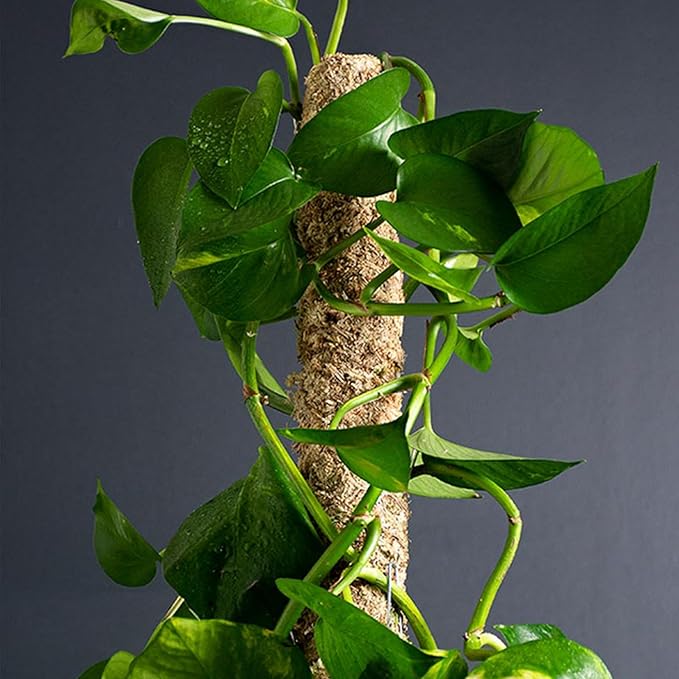 SuperMoss 22211 Sphagnum Moss Pole Long Lasting Climbing Stake for Monstera and Pothos Indoor Plants, Blond
