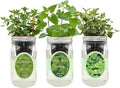 Hydroponic Herb Growing Kit Set, Self-Watering Mason Jar Herb Garden Starter Kit Indoor, New Christmas Gift for Mom (Mint, Peppermint & Catnip)