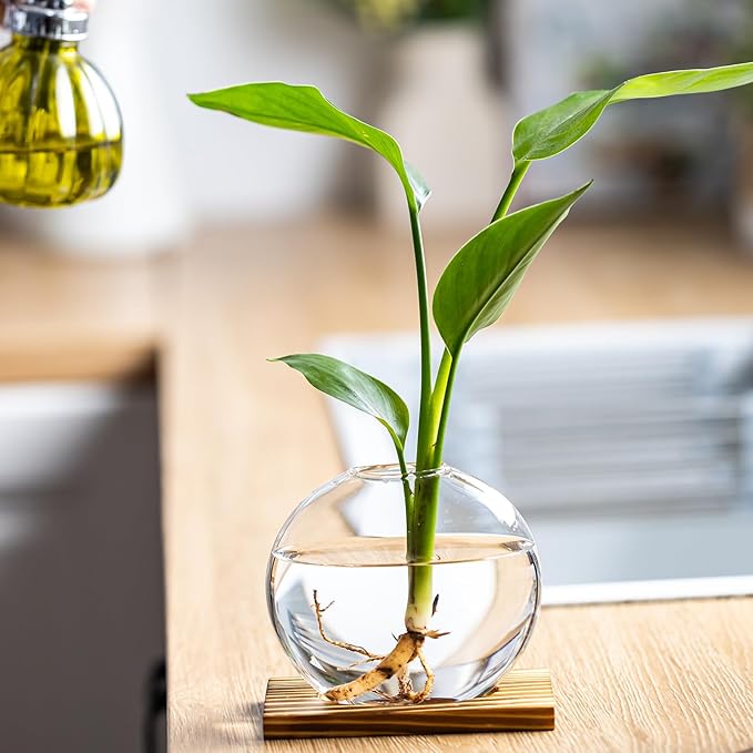 Propagation Vases for Plants - Glass Terrarium Planter with Wooden Stand, Small Desktop Oblate Hydroponic Propagation Vases for Modern Home & Office Decor (2)