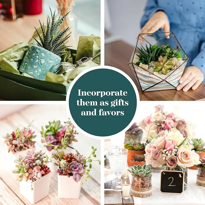 Shop Succulents Assorted Succulent Plant Pack Collection - Live Mini Succulent Plants, Low Maintenance, Mixture of Colors & Textures - Wedding and Party Favors, Gift & Garden, Pack of 32