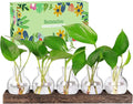 Plant Propagation Station, Plants Terrarium with Wooden Stand 5 Bulb Houseplants Glass Vase for Hydroponic Plants Gift for Plant Lovers Home Office Decor