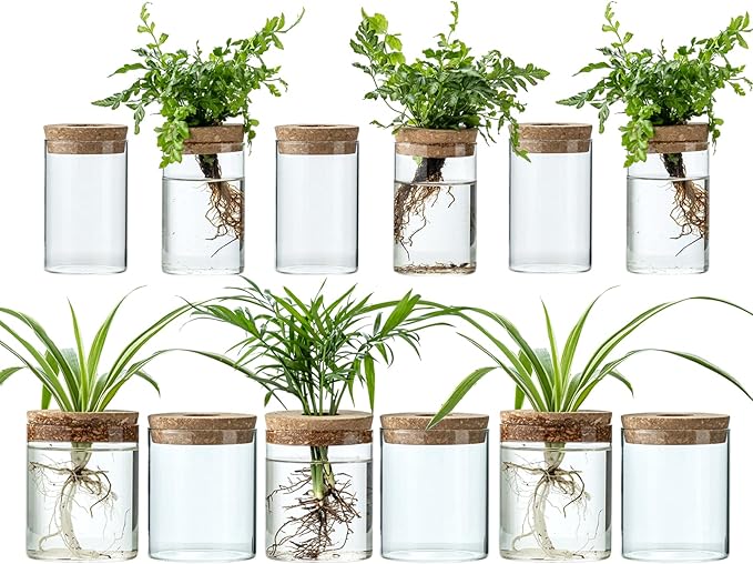 Plant Propagation Stations for Plants, 2 Size Glass Propagation Vases for Propagating Hydroponic Indoor Home Office Decor, Tabletop Glass Planter Gift for Plant Lovers (12)