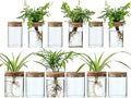 Plant Propagation Stations for Plants, 2 Size Glass Propagation Vases for Propagating Hydroponic Indoor Home Office Decor, Tabletop Glass Planter Gift for Plant Lovers (12)