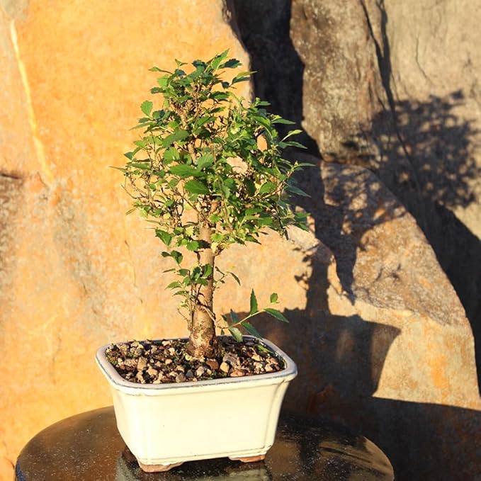 Brussel's Bonsai Live Chinese Elm Bonsai Tree, Outdoor - Small, 5 Years Old, 6 to 8 inches Tall - Includes Decorative Ceramic Bonsai Pot