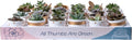 Costa Farms Mini Succulent Live Plants (24-Pack), Tiny Succulents in Decorative Pots, Easy Care Indoor Desk Houseplants, Party Favors, Wedding or Baby Shower, Home or Office Decor Gift