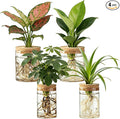 Dahey 4Pcs Glass Plant Propagation Stations Desktop Propagation Vases for Plants, 2 Large Planters Jars & 2 Small Pots Vases for Indoor Hydroponic Plant Cuttings, Living Room Home Office Bedroom Decor