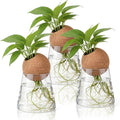 Baderke 3 Pcs Glass Plant Propagation Stations with Spherical Lid Glass Jars Plant Propagation Vases Hydroponic Spherical Cork Planter for Indoor Home Office Desktop Decor(Conical,3.15 Inches)