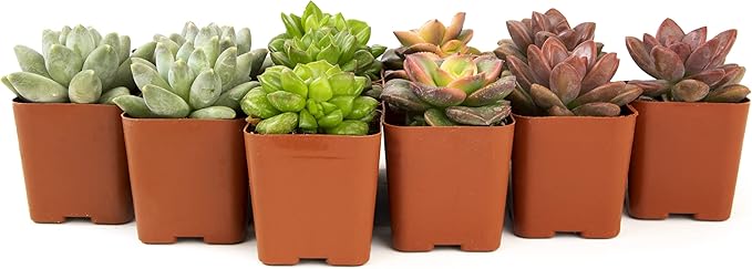 Altman Plants, Live Succulent Plants (12 Pack) Assorted Potted Succulents Plants Live House Plants in Cacti and Succulent Soil Mix, Cactus Plants Live Indoor Plants Live Houseplants in Planter Pots