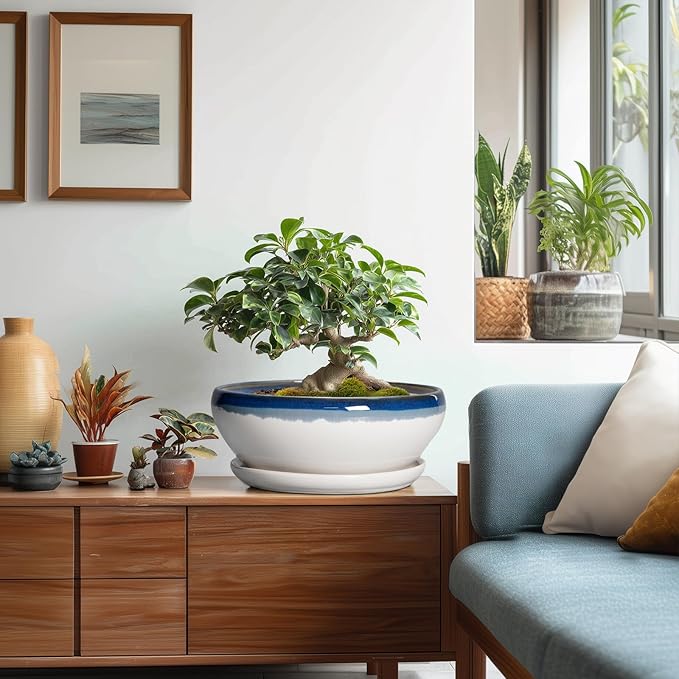 SQOWL Bonsai Pots - 10 Inch Ceramic Pots for Succulents Indoor, Shallow Planter with Drainage Hole and Saucer, Round Succulent Planters Bowl, Kitchen Decor, Housewarming Gifts, Blue Off-White
