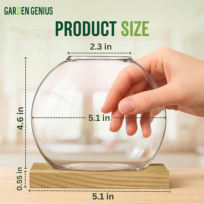 Single Glass Propagation Station with Wooden Base – Hydroponic Plant Terrarium for Home & Office | Ideal Christmas, New Year & Birthday Gift for Plant Lovers, Moms | Desktop Windowsill Planter Vase