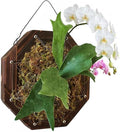 Staghorn Fern Mounting Kit - Wood Wall Planter for Orchids,Herbs & Indoor Plants | Hanging Plant Holder,Basket & Stand for Wall Decor(10.43inch)