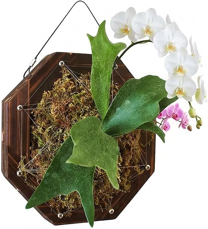 Staghorn Fern Mounting Kit - Wood Wall Planter for Orchids,Herbs & Indoor Plants | Hanging Plant Holder,Basket & Stand for Wall Decor(10.43inch)